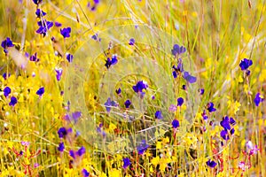 Outdoor Utricularia flower