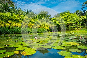 Outdoor view of a beautiful garden with an artificial lake with many Lily pads in the water located at Marina Bay Sands