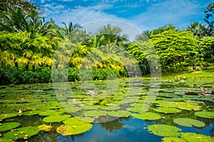 Outdoor view of a beautiful garden with an artificial lake with many Lily pads in the water located at Marina Bay Sands