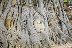 Outdoor view of Buddha head overgrown by fig tree in Wat Mahathat. Ayutthaya historical park photo
