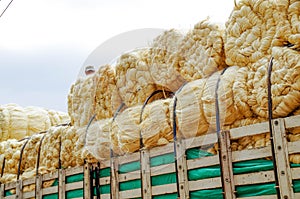 Outdoor view of fresh straw hay bales on a trailer in a field