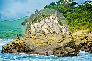 Outdoor view of group of pelicans resting at a rock beach in Pedernales