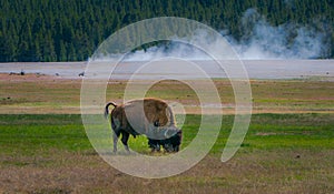 Outdoor view of huge bison animal grazing the pasture in the Yellowstone national park, Wyoming