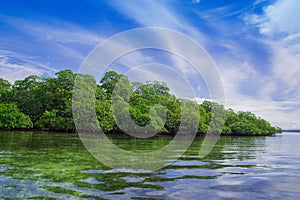 Outdoor view of mangrove at the border of the river, during a gorgeous sunny day with clear water reflectiong the tree photo