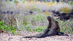 Outdoor view of marine iguana at the beach of Galapagos islands