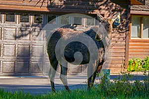 Outdoor view of moose with big antlers eating vegetation along the forest of Grand Teton National Park