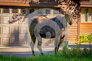 Outdoor view of moose with big antlers eating vegetation along the forest of Grand Teton National Park