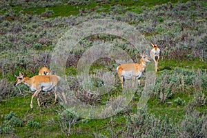 Outdoor view of white-tailed family deers eating grass in the Yellowstone National Park