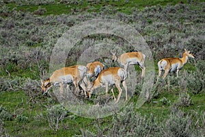 Outdoor view of white-tailed family deers eating grass in the Yellowstone National Park