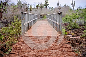 Outdoor view of wooden path on Isabela Island. Galapagos Islands