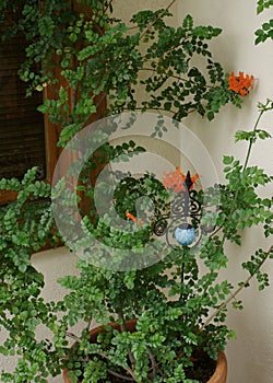 Outdoor Vine Plant Orange Flowers