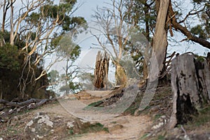 Outdoor walking track in bushland near Launceston Tasmania