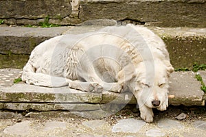 Outdoor white sleeping dog