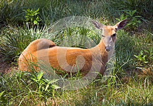 Outdoor Wildlife White Tail Deer Laying in Field