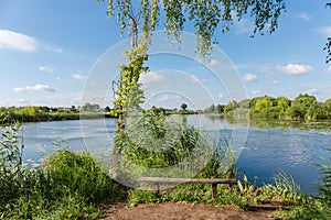 Outdoor wooden bench on shore of pond against reeds thicket