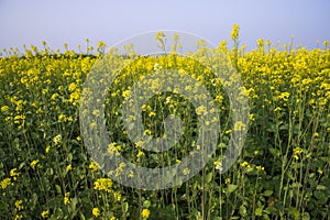 Outdoor yellow Rapeseed Flowers Field Countryside of Bangladesh