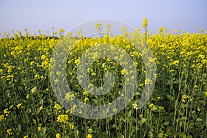 Outdoor yellow Rapeseed Flowers Field Countryside of Bangladesh