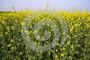 Outdoor yellow Rapeseed Flowers Field Countryside of Bangladesh