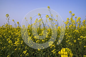 Outdoor yellow Rapeseed Flowers Field Countryside of Bangladesh