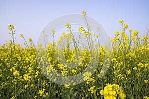 Outdoor yellow Rapeseed Flowers Field Countryside of Bangladesh