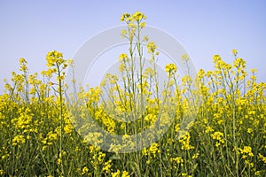 Outdoor yellow Rapeseed Flowers Field Countryside of Bangladesh