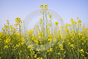 Outdoor yellow Rapeseed Flowers Field Countryside of Bangladesh