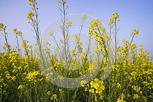 Outdoor yellow Rapeseed Flowers Field Countryside of Bangladesh