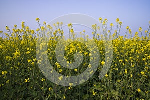 Outdoor yellow Rapeseed Flowers Field Countryside of Bangladesh