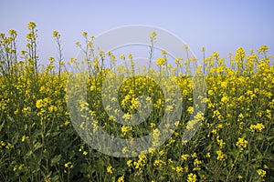 Outdoor yellow Rapeseed Flowers Field Countryside of Bangladesh