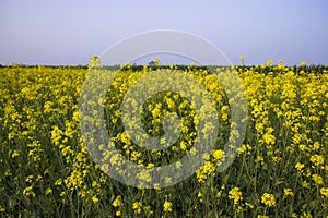 Outdoor yellow Rapeseed Flowers Field Countryside of Bangladesh