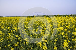 Outdoor yellow Rapeseed Flowers Field Countryside of Bangladesh