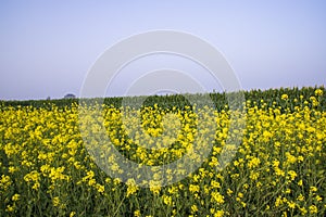 Outdoor yellow Rapeseed Flowers Field Countryside of Bangladesh