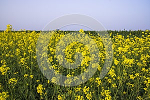 Outdoor yellow Rapeseed Flowers Field Countryside of Bangladesh