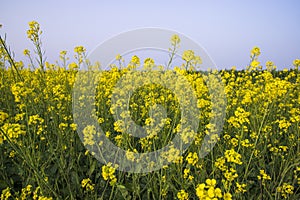 Outdoor yellow Rapeseed Flowers Field Countryside of Bangladesh