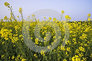 Outdoor yellow Rapeseed Flowers Field Countryside of Bangladesh