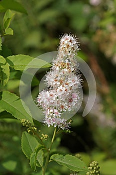 Outdoors closeup on a flowering white meadowsweet, Spiraea alba in the garden