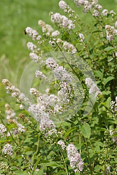 Outdoors closeup on a flowering white meadowsweet, Spiraea alba in the garden