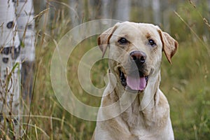 An Outdoors Dog is a Happy Dog