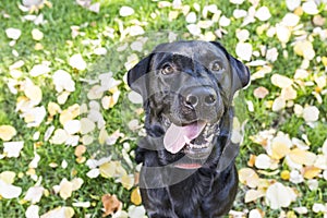 outdoors dog portrait. beautiful black labrador on green background