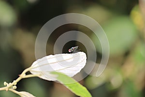 Outdoors domestic fly insect resting on green leaf in berry garden at jaipur in India