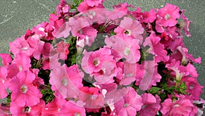 Outdoors flower pot with pink petunia flowers. Petals tremble in the wind.