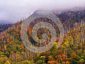 Outdoors hiking view with low sweeping clouds over the Chimney Top mountain with beautiful saturated fall colors in the Great Smok