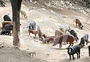 outdoors pigsty with many pigs