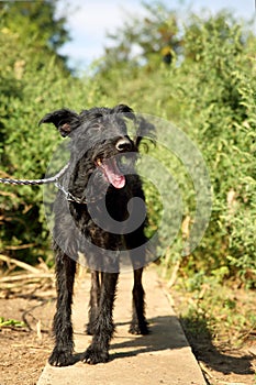 Outdoors portrait of a cute Schnauzer mixed black dog on a leash, with dirty and clotted hair, saved from the street