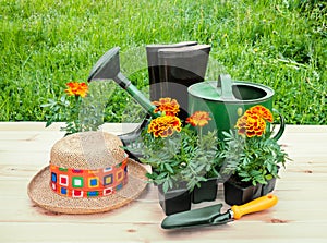 Outdoors seedlings of marigold flowers, gardening shovel, hat, rubber boots and watering can