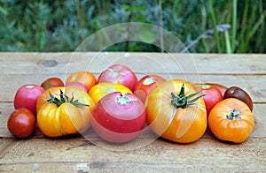 Outdoors still life with ripe red and orange tomatoes on brownn wooden surface before green blur plants background