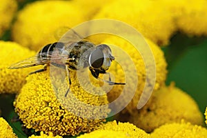 Outdoorscloseup on a European drone fly, Eristalic arbustorum on a yellow tansy flower