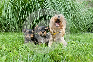 Outdor portrait of mummy and two small puppies of Yorkshire terrier. Dogs are sitting on green lawn, looking at the camera.