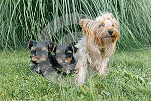 Outdor portrait of mummy and two small puppies of Yorkshire terrier. Dogs are sitting on green lawn, looking at the camera