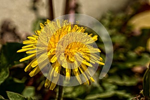 Isolated yellow dandelion in daylight macro photo photo